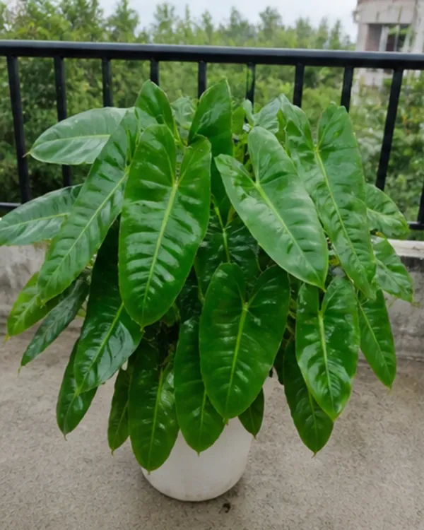 Philodendron_Indoor_Plant_|_Grafted_Philodendron_Plant_|_Air_Purifying_|_Low_Maintenance_|_Healthy_Live_Plant_Guaranteed