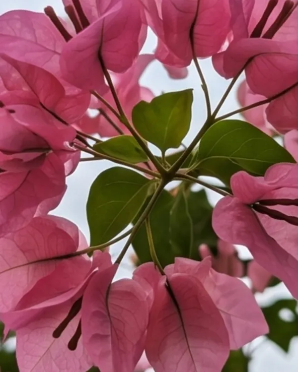 Pink_Panas_Bougainvillea_Plant_|_Grafted_Exotic_Bright_Bloom_Variety_|_Bright_Pink_Flowers_|_Heavy_Flowering_|_Healthy_Live_Plant_Guaranteed