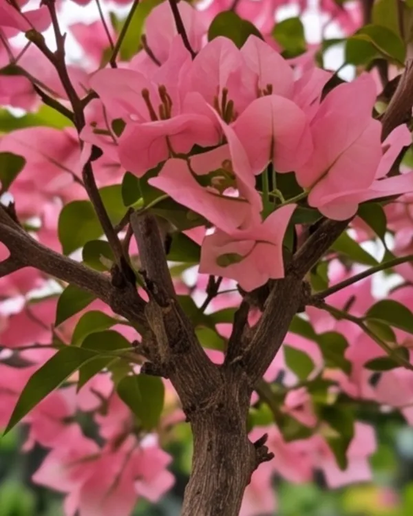 Pink_Panas_Bougainvillea_Plant_|_Grafted_Exotic_Bright_Bloom_Variety_|_Bright_Pink_Flowers_|_Heavy_Flowering_|_Healthy_Live_Plant_Guaranteed
