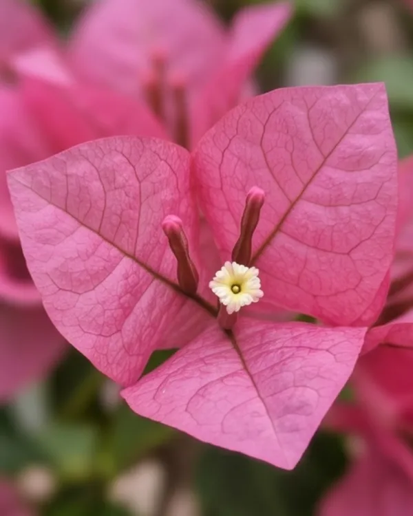 Pink_Panas_Bougainvillea_Plant_|_Grafted_Exotic_Bright_Bloom_Variety_|_Bright_Pink_Flowers_|_Heavy_Flowering_|_Healthy_Live_Plant_Guaranteed