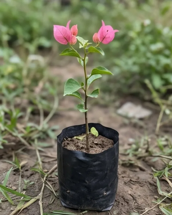Pink_Panas_Bougainvillea_Plant_|_Grafted_Exotic_Bright_Bloom_Variety_|_Bright_Pink_Flowers_|_Heavy_Flowering_|_Healthy_Live_Plant_Guaranteed
