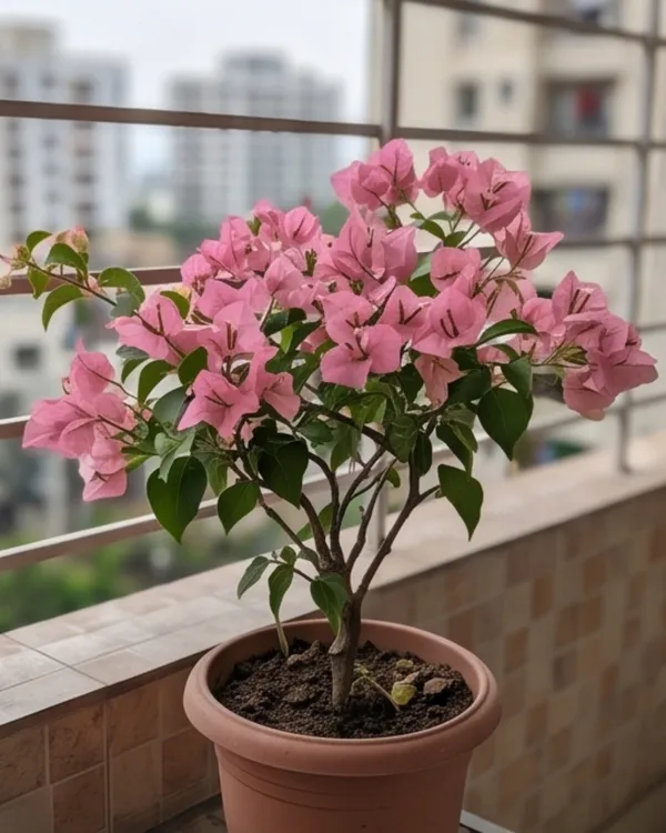 Pink_Panas_Bougainvillea_Plant_|_Grafted_Exotic_Bright_Bloom_Variety_|_Bright_Pink_Flowers_|_Heavy_Flowering_|_Healthy_Live_Plant_Guaranteed