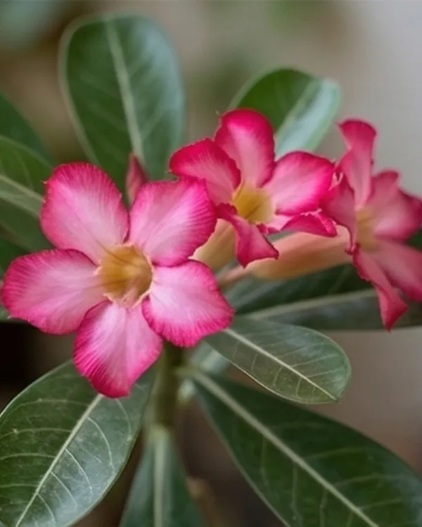 Plumeria_Champa_Plant_|_Grafted_Frangipani_Temple_Tree_|_Fragrant_Flower_Plant_|_Healthy_Live_Plant_Guaranteed