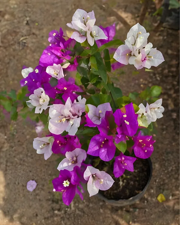 Purple_Mix_Bougainvillea_Plant_|_Grafted_Multi_Tone_Bloom_Variety_|_Purple_Mixed_Shade_Flowers_|_Heavy_Flowering_|_Healthy_Live_Plant_Guaranteed