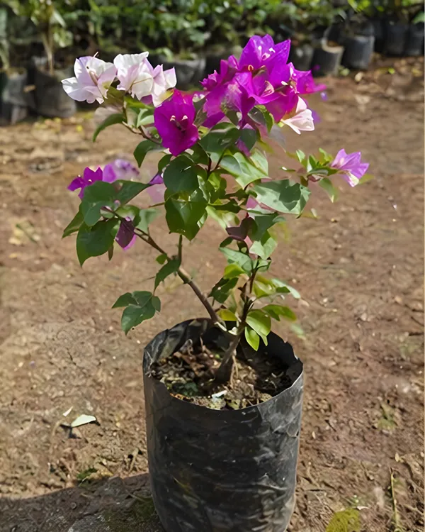 Purple_Mix_Bougainvillea_Plant_|_Grafted_Multi_Tone_Bloom_Variety_|_Purple_Mixed_Shade_Flowers_|_Heavy_Flowering_|_Healthy_Live_Plant_Guaranteed