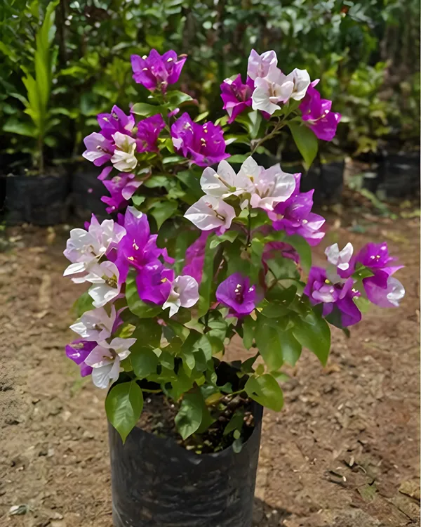 Purple_Mix_Bougainvillea_Plant_|_Grafted_Multi_Tone_Bloom_Variety_|_Purple_Mixed_Shade_Flowers_|_Heavy_Flowering_|_Healthy_Live_Plant_Guaranteed