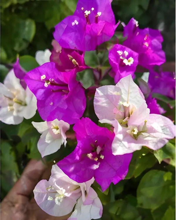 Purple_Mix_Bougainvillea_Plant_|_Grafted_Multi_Tone_Bloom_Variety_|_Purple_Mixed_Shade_Flowers_|_Heavy_Flowering_|_Healthy_Live_Plant_Guaranteed