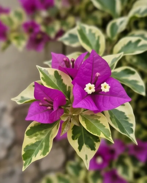 Purple_Star_Variegated_Bougainvillea_Plant_|_Grafted_Rare_Star_Variegated_Variety_|_Purple_White_Variegated_Flowers_|_Heavy_Flowering_|_Healthy_Live_Plant_Guaranteed