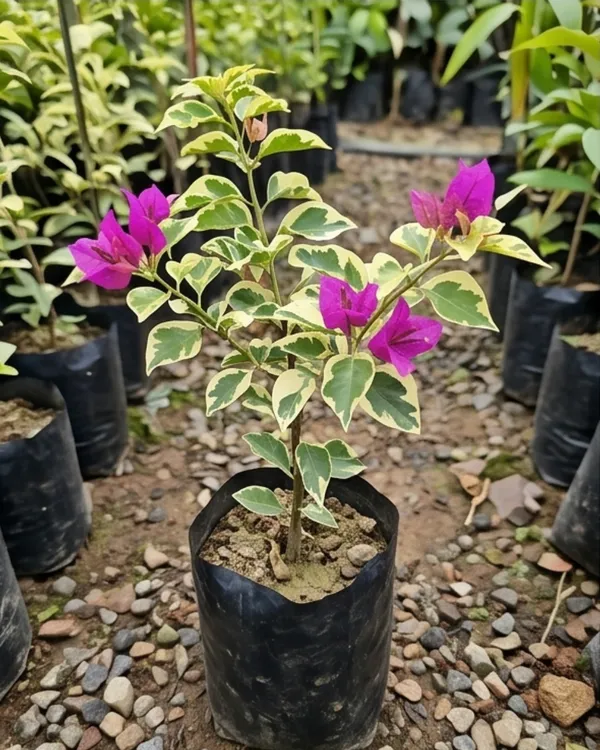 Purple_Star_Variegated_Bougainvillea_Plant_|_Grafted_Rare_Star_Variegated_Variety_|_Purple_White_Variegated_Flowers_|_Heavy_Flowering_|_Healthy_Live_Plant_Guaranteed