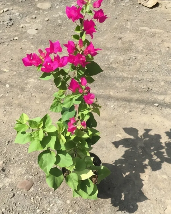 PV_Sane_Bougainvillea_Plant_|_Grafted_Classic_Indian_Bloom_Variety_|_Magenta_Pink_Flowers_|_Heavy_Flowering_|_Healthy_Live_Plant_Guaranteed