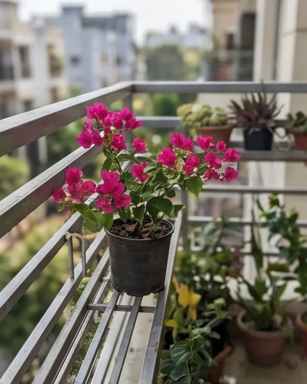 PV_Sane_Bougainvillea_Plant_|_Grafted_Classic_Indian_Bloom_Variety_|_Magenta_Pink_Flowers_|_Heavy_Flowering_|_Healthy_Live_Plant_Guaranteed