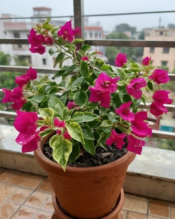 Pv_Sen_Bougainvillea_Plant_|_Grafted_Classic_Indian_Bloom_Variety_|_Magenta_Pink_Flowers_|_Heavy_Flowering_|_Healthy_Live_Plant_Guaranteed