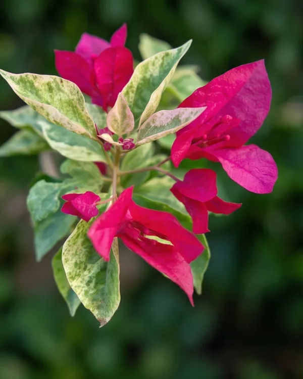 Pv_Sen_Bougainvillea_Plant_|_Grafted_Classic_Indian_Bloom_Variety_|_Magenta_Pink_Flowers_|_Heavy_Flowering_|_Healthy_Live_Plant_Guaranteed