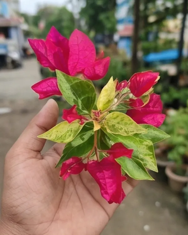 Pv_Sen_Bougainvillea_Plant_|_Grafted_Classic_Indian_Bloom_Variety_|_Magenta_Pink_Flowers_|_Heavy_Flowering_|_Healthy_Live_Plant_Guaranteed