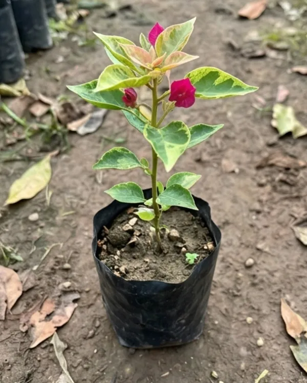 Pv_Sen_Bougainvillea_Plant_|_Grafted_Classic_Indian_Bloom_Variety_|_Magenta_Pink_Flowers_|_Heavy_Flowering_|_Healthy_Live_Plant_Guaranteed