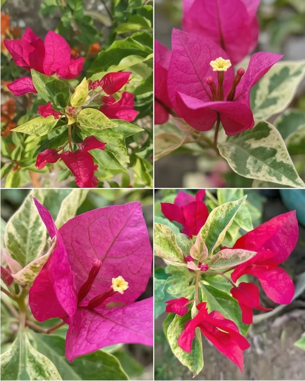Pv_Sen_Bougainvillea_Plant_|_Grafted_Classic_Indian_Bloom_Variety_|_Magenta_Pink_Flowers_|_Heavy_Flowering_|_Healthy_Live_Plant_Guaranteed