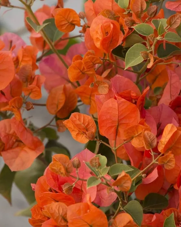 Sunset_Orange_Bougainvillea_Plant_|_Grafted_Vibrant_Ornamental_Variety_|_Bright_Orange_Blooms_|_Heavy_Flowering_|_Healthy_Live_Plant_Guaranteed.