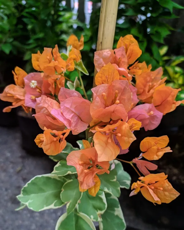 Sunset_Orange_Bougainvillea_Plant_|_Grafted_Vibrant_Ornamental_Variety_|_Bright_Orange_Blooms_|_Heavy_Flowering_|_Healthy_Live_Plant_Guaranteed.