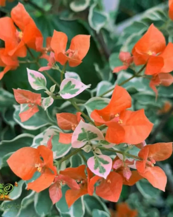 Sunset_Orange_Bougainvillea_Plant_|_Grafted_Vibrant_Ornamental_Variety_|_Bright_Orange_Blooms_|_Heavy_Flowering_|_Healthy_Live_Plant_Guaranteed.