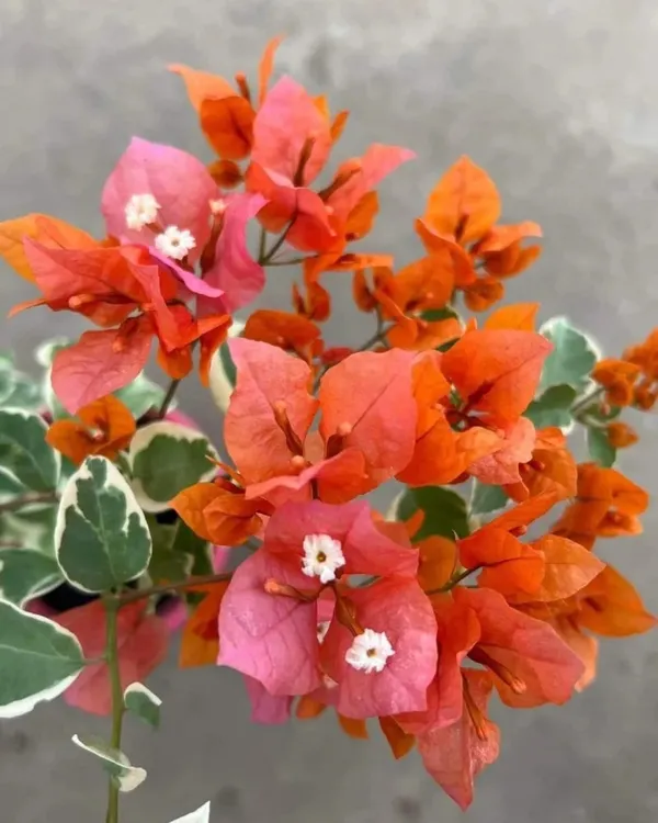 Sunset_Orange_Bougainvillea_Plant_|_Grafted_Vibrant_Ornamental_Variety_|_Bright_Orange_Blooms_|_Heavy_Flowering_|_Healthy_Live_Plant_Guaranteed.
