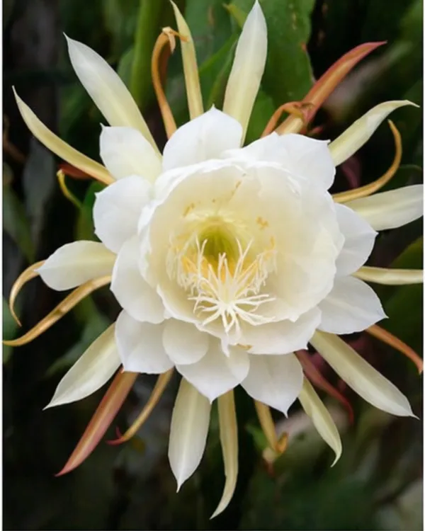 Queen_of_the_Night_Plant_|_Grafted_Night_Blooming_Cactus_|_Brahma_Kamal_Plant_|_Healthy_Live_Plant_Guaranteed