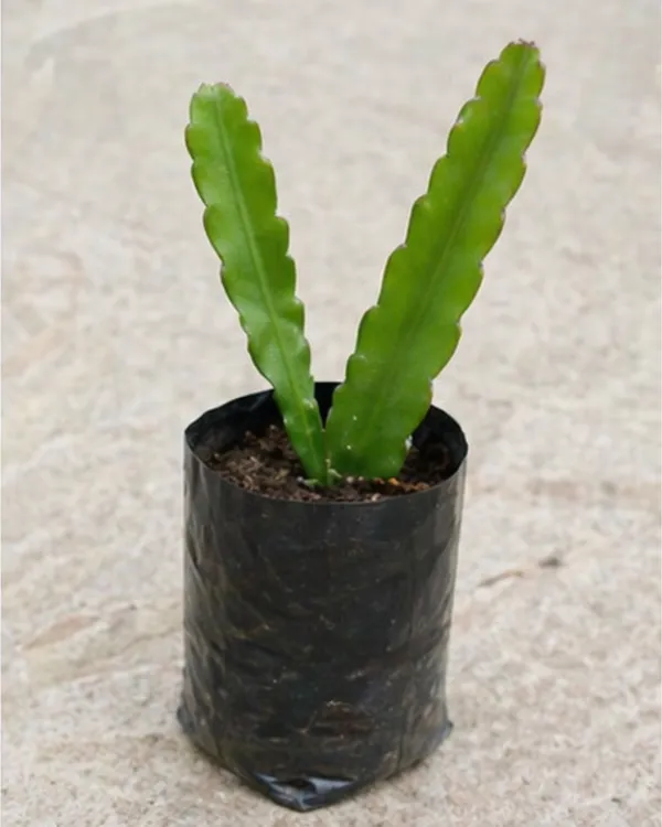 Queen_of_the_Night_Plant_|_Grafted_Night_Blooming_Cactus_|_Brahma_Kamal_Plant_|_Healthy_Live_Plant_Guaranteed