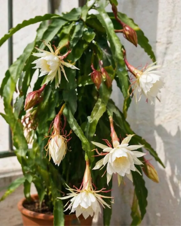 Queen_of_the_Night_Plant_|_Grafted_Night_Blooming_Cactus_|_Brahma_Kamal_Plant_|_Healthy_Live_Plant_Guaranteed
