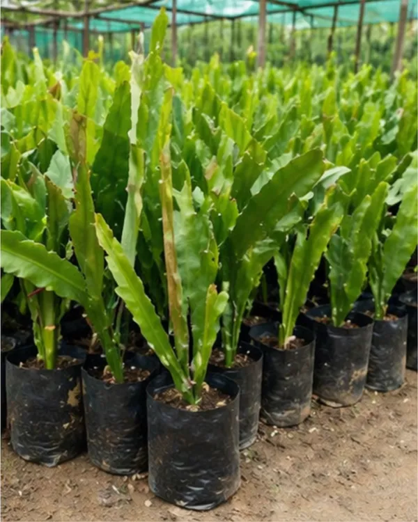 Queen_of_the_Night_Plant_|_Grafted_Night_Blooming_Cactus_|_Brahma_Kamal_Plant_|_Healthy_Live_Plant_Guaranteed