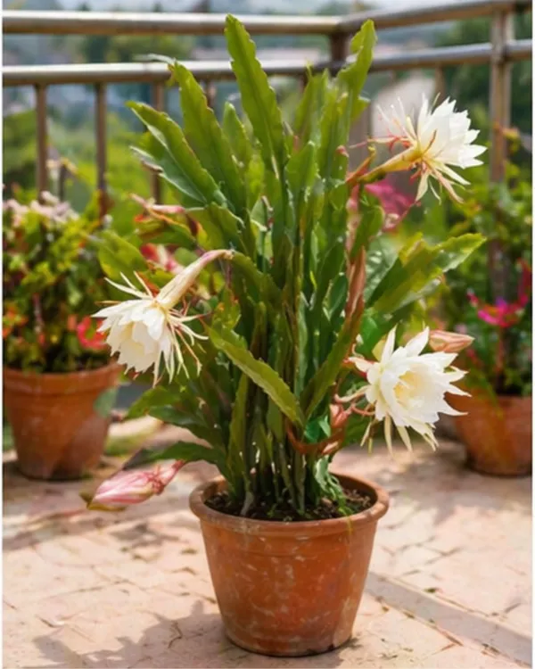 Queen_of_the_Night_Plant_|_Grafted_Night_Blooming_Cactus_|_Brahma_Kamal_Plant_|_Healthy_Live_Plant_Guaranteed