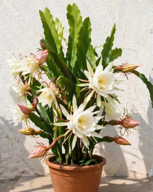Queen_of_the_Night_Plant_|_Grafted_Night_Blooming_Cactus_|_Brahma_Kamal_Plant_|_Healthy_Live_Plant_Guaranteed
