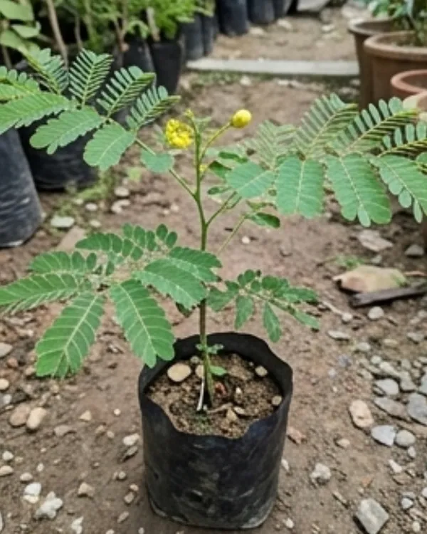 Radhachura_Dwarf_Plant_|_Grafted_Dwarf_Gulmohar_Yellow_|_Flowering_Tree_Plant_|_Healthy_Live_Plant_Guaranteed