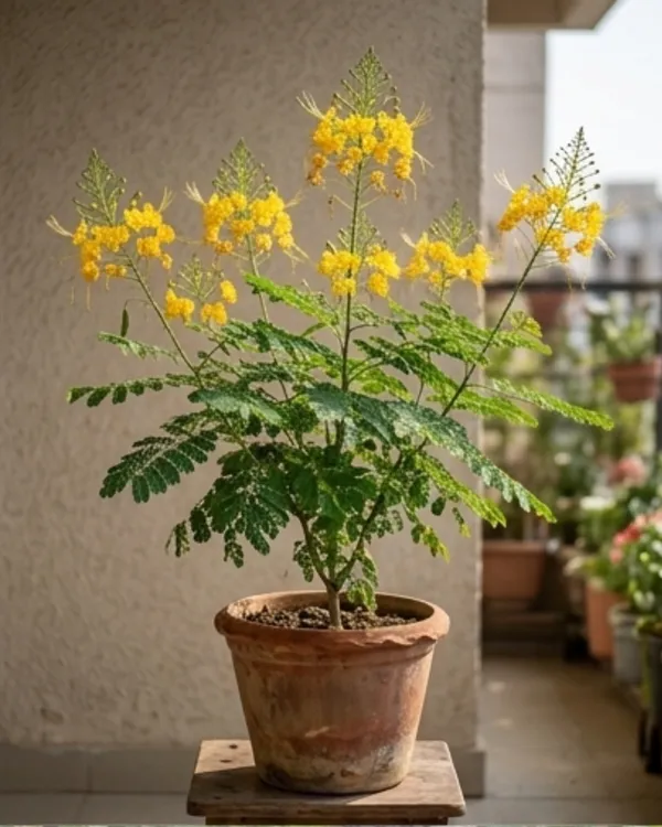 Radhachura_Dwarf_Plant_|_Grafted_Dwarf_Gulmohar_Yellow_|_Flowering_Tree_Plant_|_Healthy_Live_Plant_Guaranteed