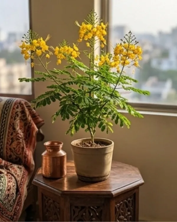 Radhachura_Dwarf_Plant_|_Grafted_Dwarf_Gulmohar_Yellow_|_Flowering_Tree_Plant_|_Healthy_Live_Plant_Guaranteed