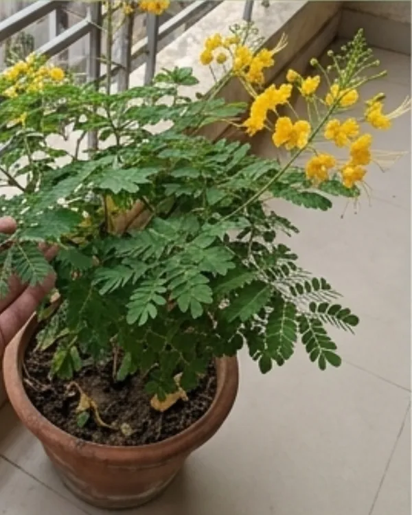Radhachura_Dwarf_Plant_|_Grafted_Dwarf_Gulmohar_Yellow_|_Flowering_Tree_Plant_|_Healthy_Live_Plant_Guaranteed