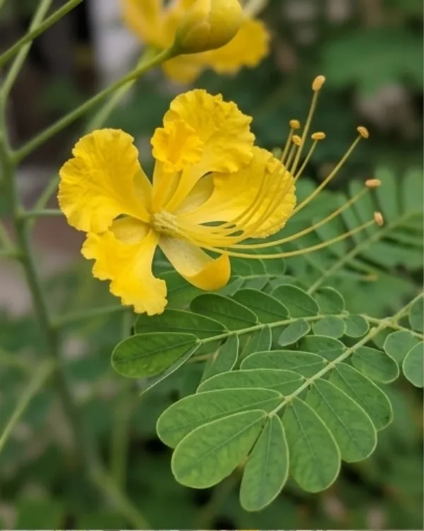 Radhachura_Dwarf_Plant_|_Grafted_Dwarf_Gulmohar_Yellow_|_Flowering_Tree_Plant_|_Healthy_Live_Plant_Guaranteed