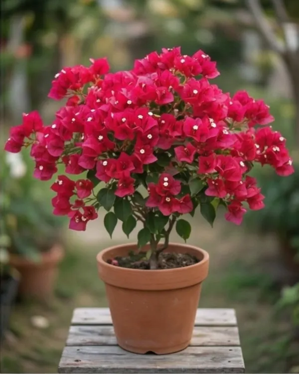 Red_Apple_Bougainvillea_Plant_|_Grafted_Exotic_Rich_Color_Bloom_Variety_|_Apple_Red_Flowers_|_Heavy_Flowering_|_Healthy_Live_Plant_Guaranteed