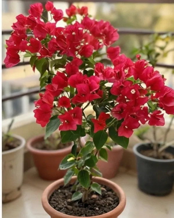Red_Apple_Bougainvillea_Plant_|_Grafted_Exotic_Rich_Color_Bloom_Variety_|_Apple_Red_Flowers_|_Heavy_Flowering_|_Healthy_Live_Plant_Guaranteed