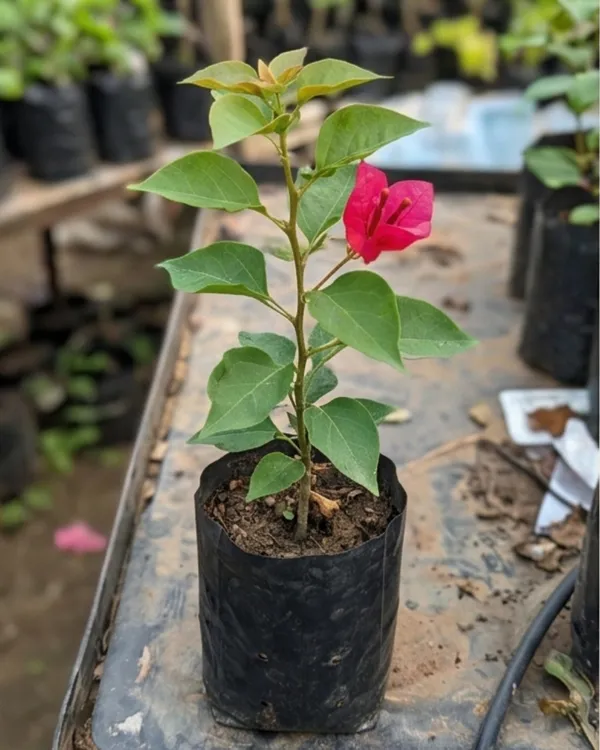Red_Apple_Bougainvillea_Plant_|_Grafted_Exotic_Rich_Color_Bloom_Variety_|_Apple_Red_Flowers_|_Heavy_Flowering_|_Healthy_Live_Plant_Guaranteed