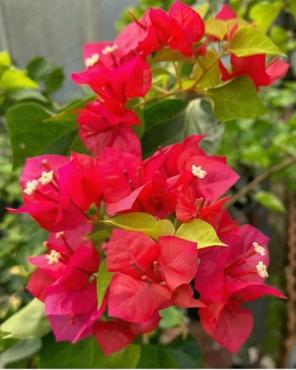Red_Apple_Bougainvillea_Plant_|_Grafted_Exotic_Rich_Color_Bloom_Variety_|_Apple_Red_Flowers_|_Heavy_Flowering_|_Healthy_Live_Plant_Guaranteed