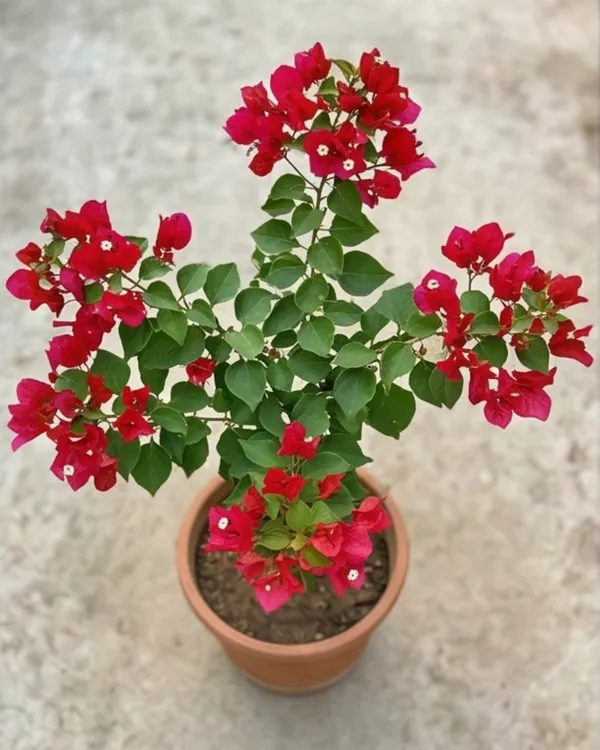 Red_Apple_Bougainvillea_Plant_|_Grafted_Exotic_Rich_Color_Bloom_Variety_|_Apple_Red_Flowers_|_Heavy_Flowering_|_Healthy_Live_Plant_Guaranteed