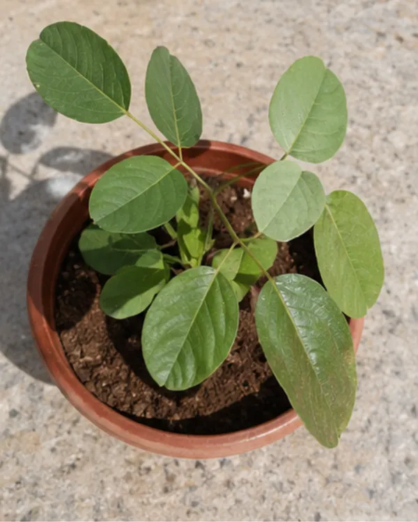 Red_Palash_Plant_|_Grafted_Flame_of_the_Forest_|_Butea_Monosperma_Red_|_Healthy_Live_Plant_Guaranteed