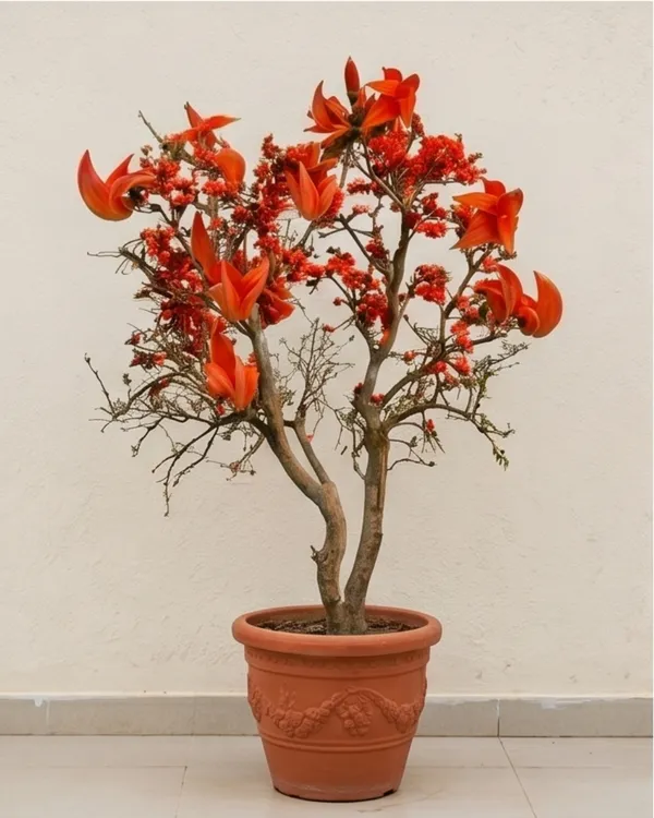 Red_Palash_Plant_|_Grafted_Flame_of_the_Forest_|_Butea_Monosperma_Red_|_Healthy_Live_Plant_Guaranteed