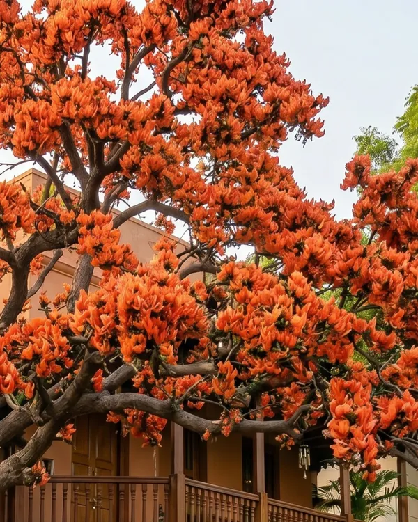Red_Palash_Plant_|_Grafted_Flame_of_the_Forest_|_Butea_Monosperma_Red_|_Healthy_Live_Plant_Guaranteed