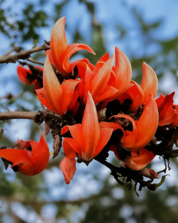 Red_Palash_Plant_|_Grafted_Flame_of_the_Forest_|_Butea_Monosperma_Red_|_Healthy_Live_Plant_Guaranteed