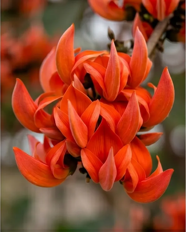 Red_Palash_Plant_|_Grafted_Flame_of_the_Forest_|_Butea_Monosperma_Red_|_Healthy_Live_Plant_Guaranteed