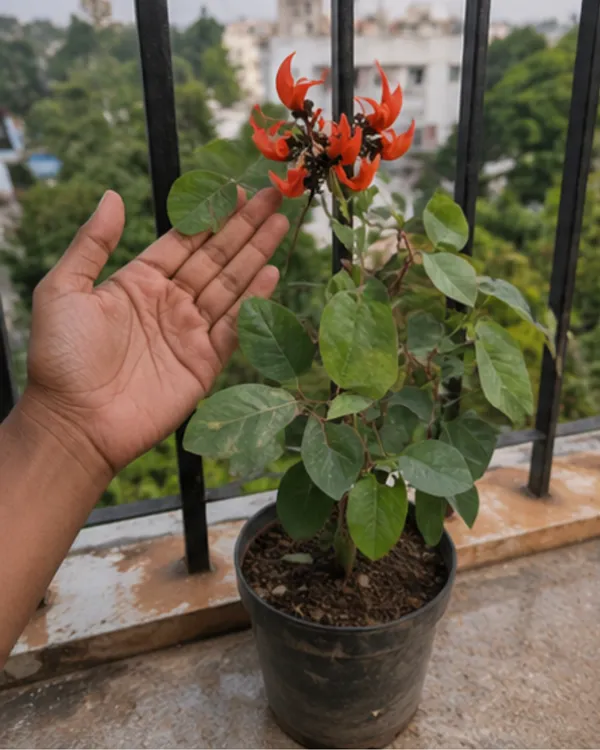 Red_Palash_Plant_|_Grafted_Flame_of_the_Forest_|_Butea_Monosperma_Red_|_Healthy_Live_Plant_Guaranteed