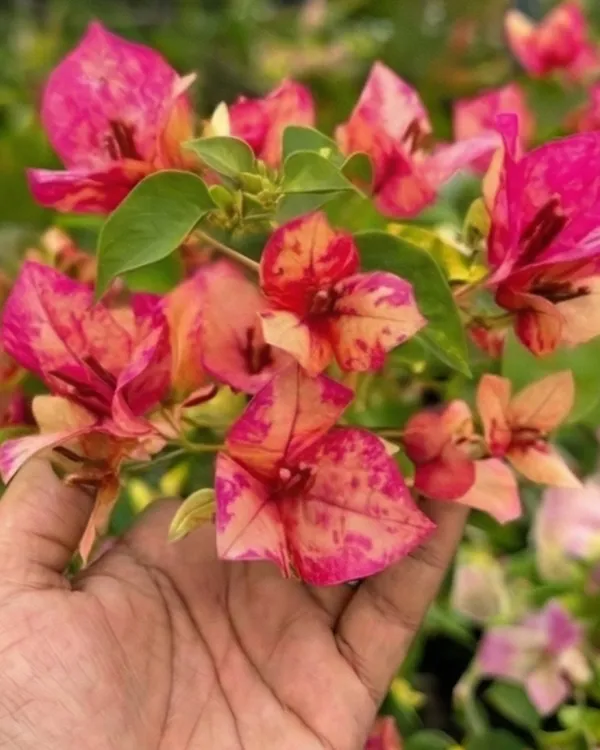 Red_September_Bougainvillea_Plant_|_Grafted_Seasonal_Rich_Bloom_Variety_|_Deep_Red_Flowers_|_Heavy_Flowering_|_Healthy_Live_Plant_Guaranteed