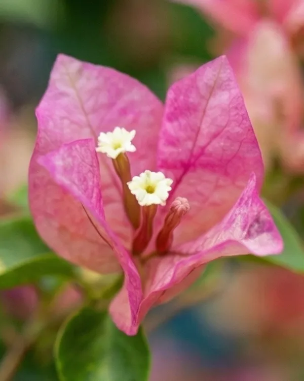 Red_September_Bougainvillea_Plant_|_Grafted_Seasonal_Rich_Bloom_Variety_|_Deep_Red_Flowers_|_Heavy_Flowering_|_Healthy_Live_Plant_Guaranteed