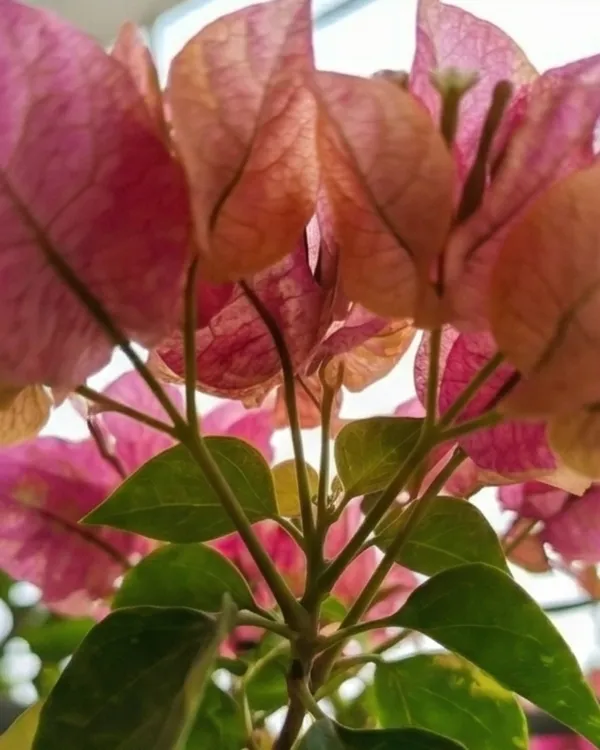Red_September_Bougainvillea_Plant_|_Grafted_Seasonal_Rich_Bloom_Variety_|_Deep_Red_Flowers_|_Heavy_Flowering_|_Healthy_Live_Plant_Guaranteed