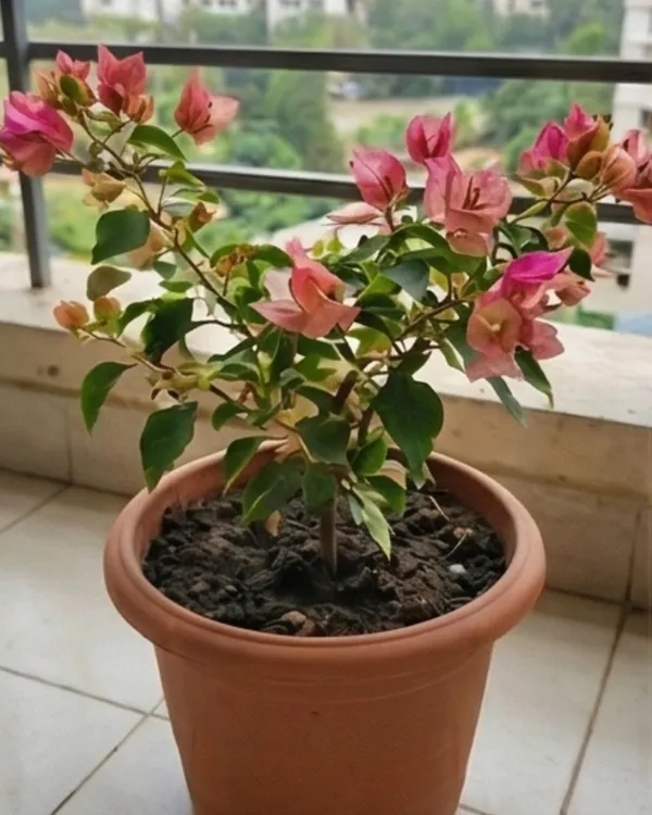 Red_September_Bougainvillea_Plant_|_Grafted_Seasonal_Rich_Bloom_Variety_|_Deep_Red_Flowers_|_Heavy_Flowering_|_Healthy_Live_Plant_Guaranteed